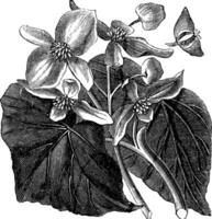 begonia of begoniaceae bloem, wijnoogst gravure. vector