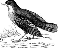 storm stormvogel of Europese stormvogeltje of hydrobaten pelagicus wijnoogst gravure vector