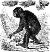 chimpansee of pan holbewoners wijnoogst gravure vector