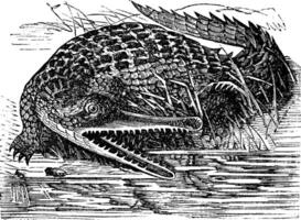 gaviaal of gavialis gangeticus wijnoogst gravure vector