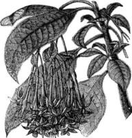 fuchsia corymbiflora wijnoogst gravure vector