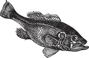 Largemouth bas micropterus salmoiden of wijde mond bas wijnoogst gravure vector