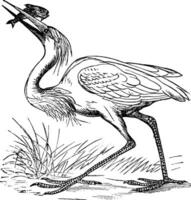 Super goed wit reiger Ardea occidentalis wijnoogst gravure vector