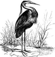 gemeenschappelijk Europese reiger Ardea cinerea of grijs reiger wijnoogst gravure vector