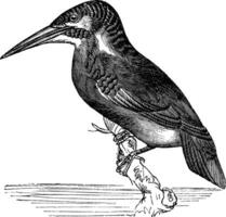 gemeenschappelijk ijsvogel of alcedo ispida wijnoogst gravure vector