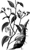 arrowroot of Maranta arundinacea wijnoogst gravure vector