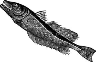 gemeenschappelijk Europese heek merluccius vulgaris, wijnoogst gravure vector