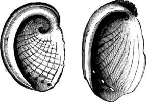 haliotis tuberculatus, haliotis dubria, wijnoogst gravure vector