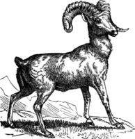 rotsachtig berg schapen ovis Montana of grote hoorn schaap, wijnoogst gravure vector