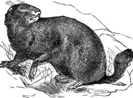 alpine marmot of marmota marmota wijnoogst gravure vector