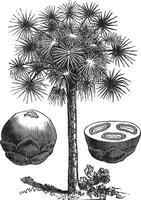 suiker palm of borassus flabellifer, wijnoogst gravure vector