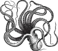 gemeenschappelijk Octopus Octopus vulgaris, wijnoogst gravure. vector