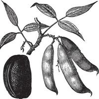 fysotigma vergiften fysostigma venenosum of calabar Boon, wijnoogst gravure. vector