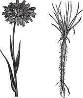 geitenbaard of tragopogon porrifolius wijnoogst gravure vector