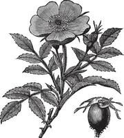 zoet doornstruik of rosa rubiginosa wijnoogst gravure vector