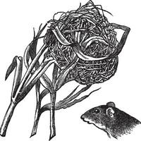 nest en de hoofd van oogst muis wijnoogst gravure vector
