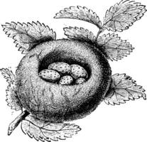 distelvink nest, wijnoogst gravure. vector