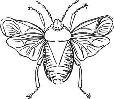 stinken insecten, wijnoogst gravure. vector