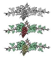 druif Liaan reeks elementen . wijnoogst hand- getrokken wijn decoraties grens, bloemen druiven . vector illustratie
