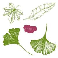 botanisch illustratie met een ginkgo biloba en palm bladeren. elegant gegraveerde ginkgo blad, banaan blad. gebruik voor medisch ontwerp, affiches, textiel zak afdrukken vector