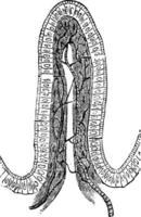 structuur van een darm vlok, wijnoogst gravure vector