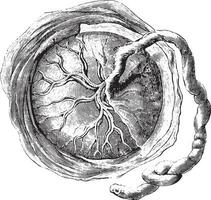 placenta intern of foetaal gezicht, wijnoogst gravure. vector