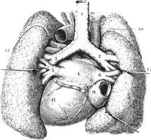 hoofd rapporten van de longen. thoracaal organen gezien door hun poster vector