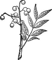 gouden regen boom of koelreuteria paniculata wijnoogst gravure vector