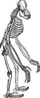 skelet van orangoetan wijnoogst gravure vector