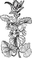 grond klimop of glechoom hederacea, wijnoogst gravure vector