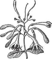 Loranthaceae, wijnoogst gravure vector