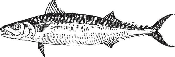 atlantic makreel of scomber scombrus, wijnoogst gravure vector