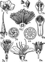 bestellingen, lecythidaceae, rhizophoraceae, Combretaceae, myrtaceae, melastomaceae, bloemen wijnoogst illustratie. vector