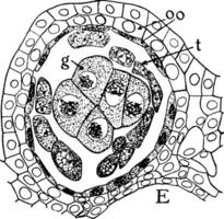 microsporen helmknop kwab wijnoogst illustratie. vector