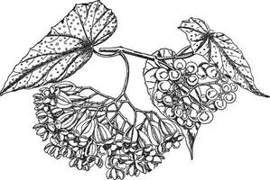 begonia lucerna wijnoogst illustratie. vector