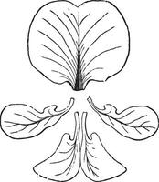 bloemkroon wijnoogst illustratie. vector