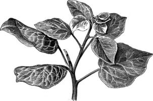 hedera schroef raegneriana wijnoogst illustratie. vector