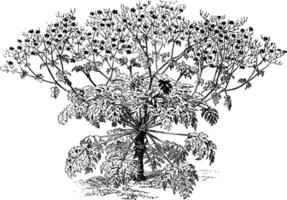 geranium anemonaefolium wijnoogst illustratie. vector