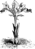 iris persica wijnoogst illustratie. vector