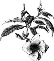 allamanda cathartica verscheidenheid hendersonii wijnoogst illustratie. vector