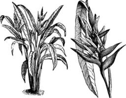 gewoonte en scheiden bloeiwijze van heliconia bicolor wijnoogst illustratie. vector