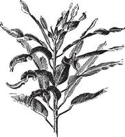 codiaeum spirale wijnoogst illustratie. vector