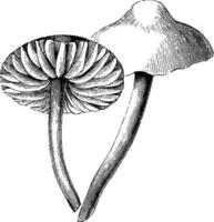 marasmius oreades wijnoogst illustratie. vector