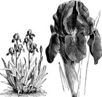 gewoonte en vrijstaand bloem van iris germanica wijnoogst illustratie. vector
