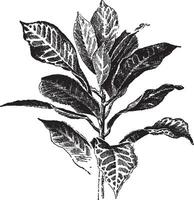 codiaeum variegatum baronne de Rothschild wijnoogst illustratie. vector