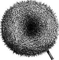 bloem hoofd van een zonnebloem wijnoogst illustratie. vector