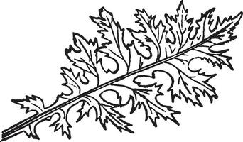 acanthus blad wijnoogst illustratie. vector