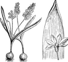 puschkinia, scilloides, bolvormig, meerjarig, oorspronkelijk, Kaukasus wijnoogst illustratie. vector