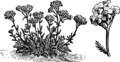 Achillea tomentosa bloemen wijnoogst illustratie. vector