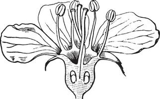 bloem wijnoogst illustratie. vector